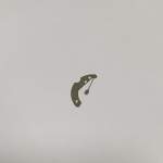 Mola calendário semana orient 46941