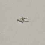 roda citizen C300 / C320 / C330